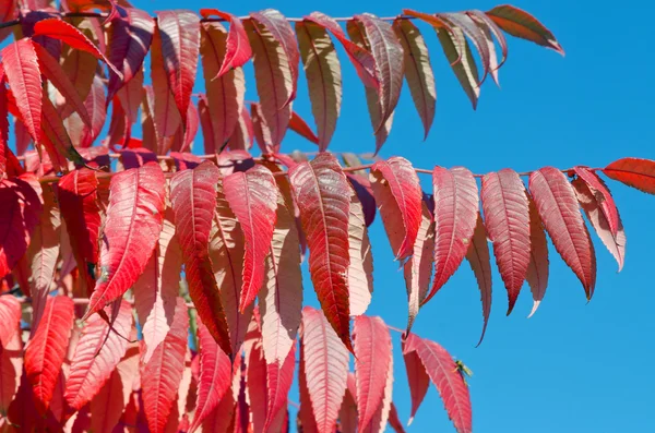 ต้นไม้ที่มีสีสันของฤดูใบไม้ร่วง — ภาพถ่ายสต็อก