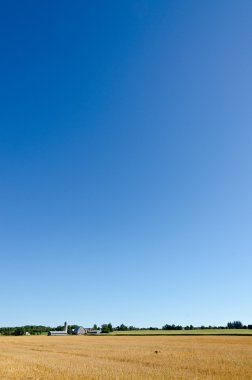 buğday alanının resmi