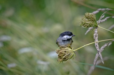 Siyah şapkalı bülbül