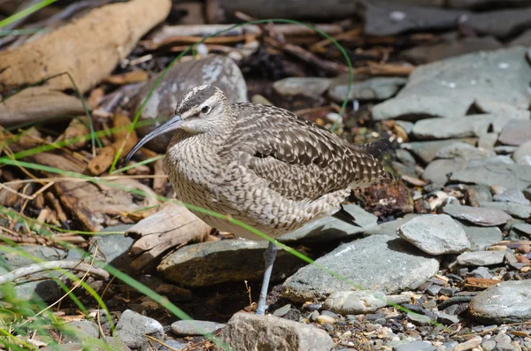 Imagen de los Razorbills — Foto de Stock