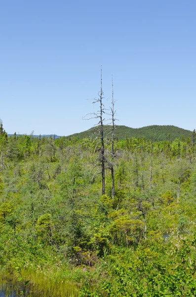 Krajobraz lasu. Newfoundland — Zdjęcie stockowe