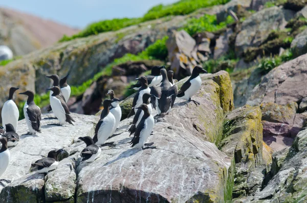 Image des Razorbills — Photo