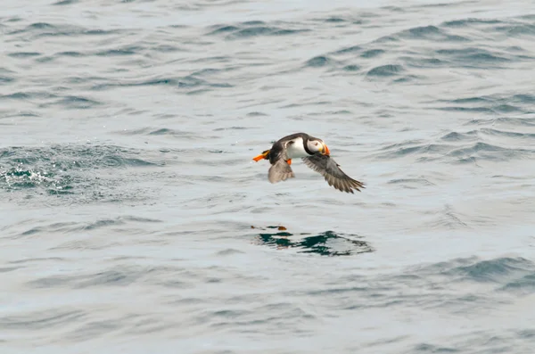 Razorbills resmi — Stok fotoğraf