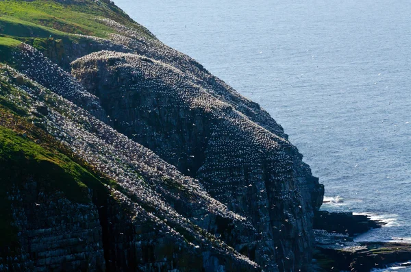 Imagem do Razorbills — Fotografia de Stock