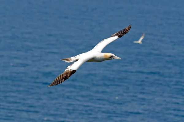 Зображення в Razorbills — стокове фото