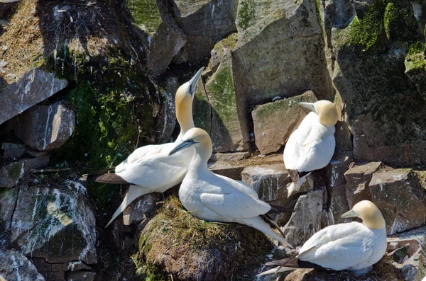 Imagen de los Razorbills — Foto de Stock