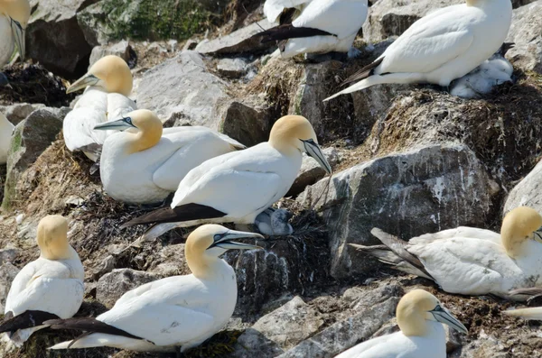 Imagen de los Razorbills — Foto de Stock