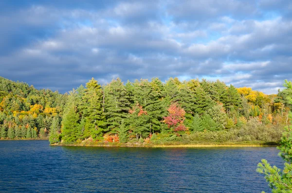 Foto van de Forest lake — Stockfoto