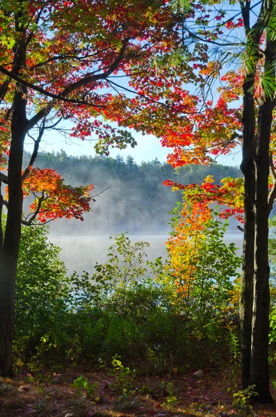 Zonsopgang boven forest lake — Stockfoto