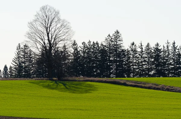 Cultivated farmers field — Stock Photo, Image