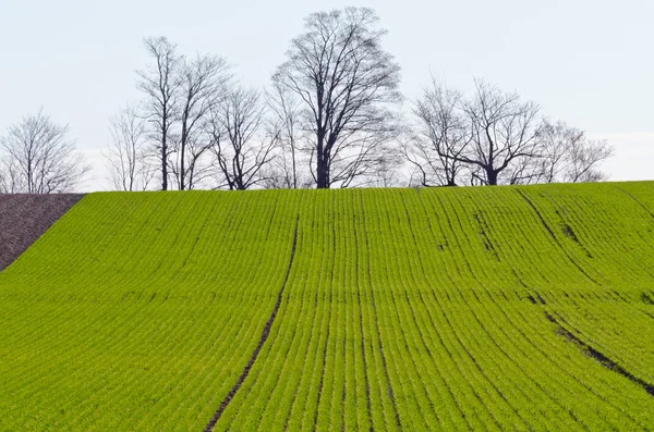 Obhospodařované zemědělci pole — Stock fotografie