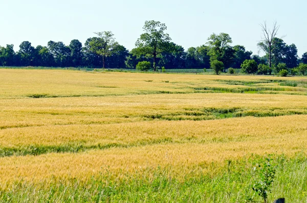 Żółte pole pszenicy — Zdjęcie stockowe