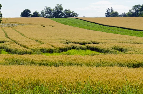 Yellow field of wheat — Stock Photo, Image