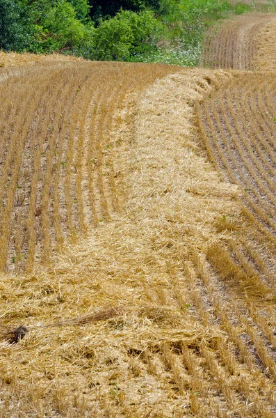 Immagine del campo di grano — Foto Stock