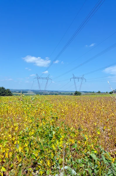 Campo di soia — Foto Stock