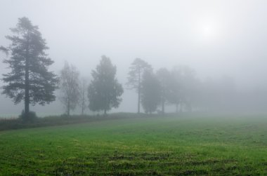 Güçlü sis. Norveç.
