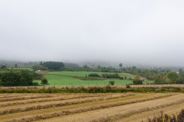 Güçlü sis. Norveç.