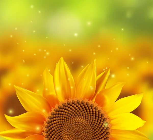 Ein verschwommenes Sonnenblumenfeld mit einer Blume vorne — Stockvektor