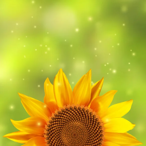 Tournesol simple avec un fond vert flou — Image vectorielle