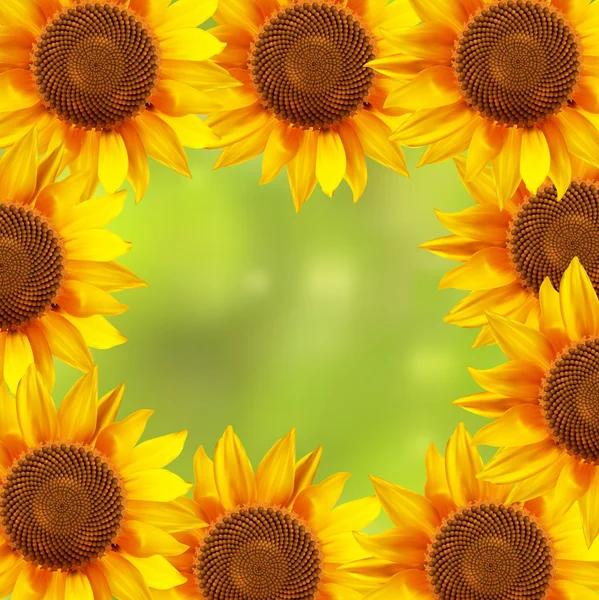 Ein Kreis von Sonnenblumen mit verschwommenem Hintergrund — Stockvektor