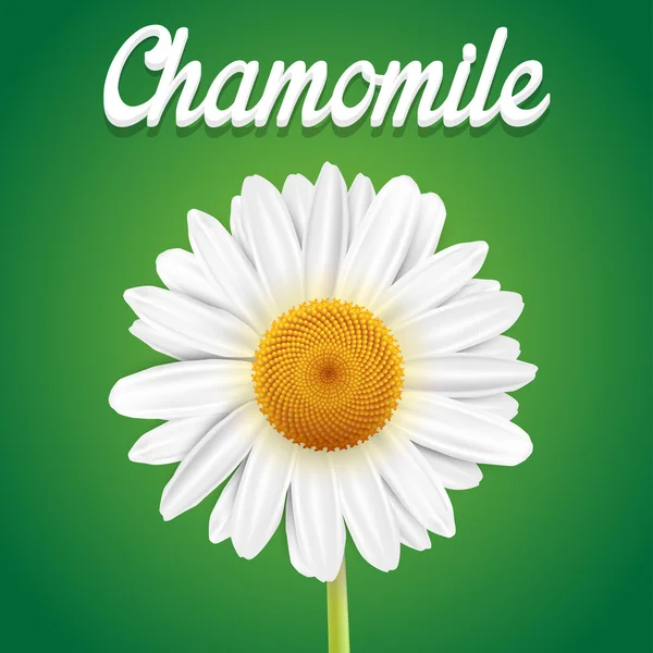 Chamomile flower isolated — Stok Vektör