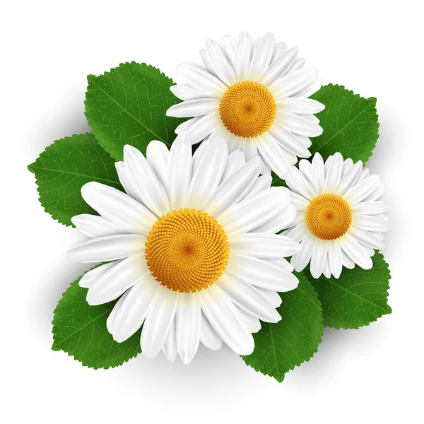 Kis, fehér virágok és levelek a elszigetelt fehér háttér — Stock Vector