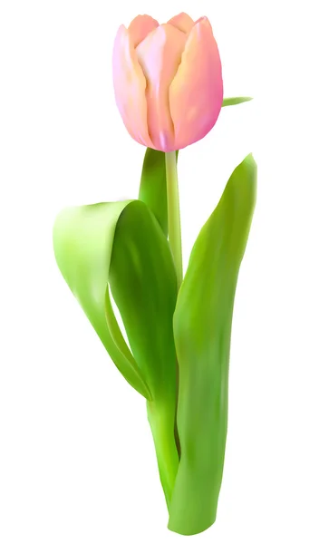 Flor de tulipa rosa isolada em branco. — Vetor de Stock