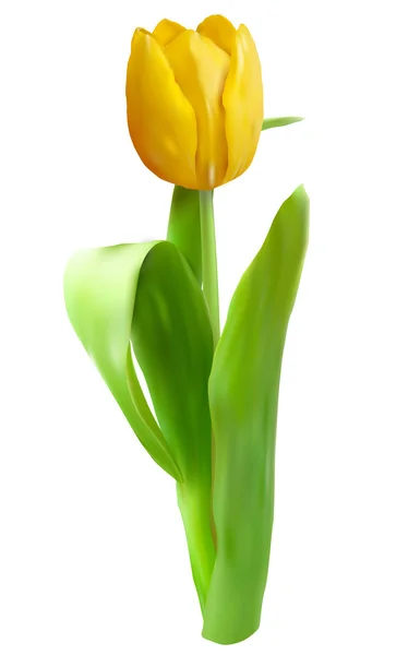 Gele tulp bloem geïsoleerd op wit — Stockvector