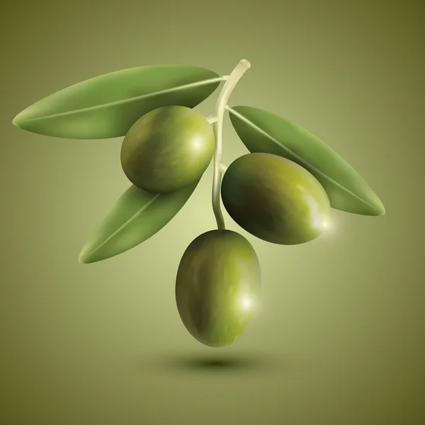 グリーン オリーブの枝 — ストックベクタ