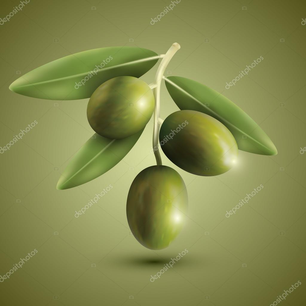 Green olive branches on a green background, vector illustration.