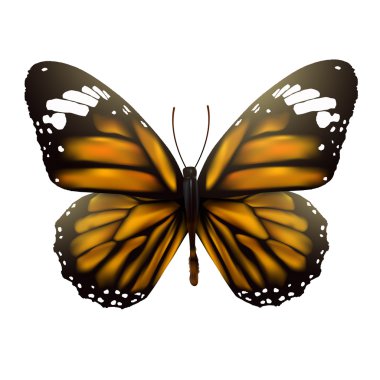 Kelebek beyaz arkaplanda izole