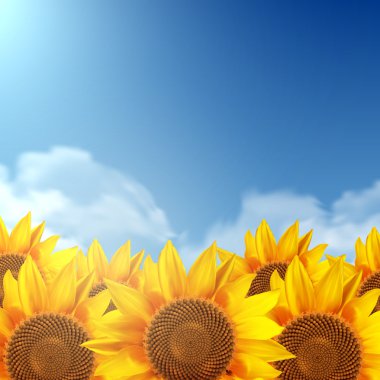 Bir alan ayçiçeği ve açık bir gökyüzü