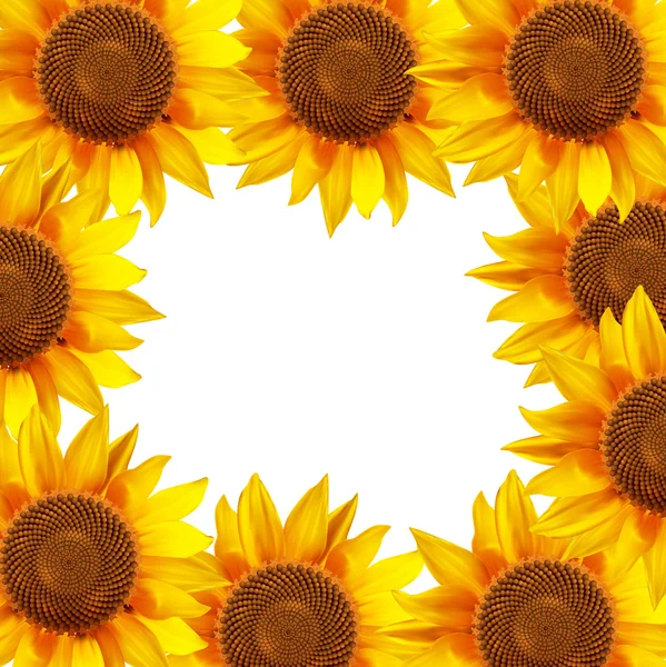 Tournesol disposé en cercle — Image vectorielle