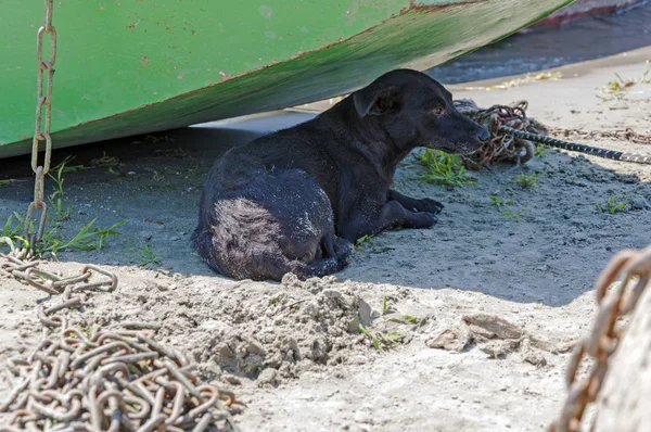 Εγκαταλελειμμένο μαύρο σκυλί βρίσκεται στην σκιά — Φωτογραφία Αρχείου