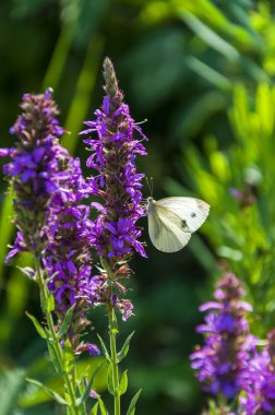 Bir çiçek üzerinde oturan beyaz kelebek