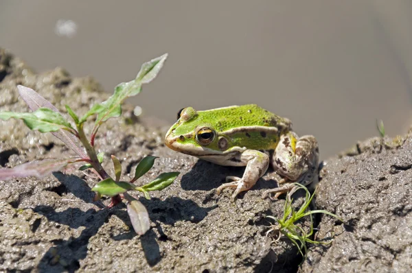 绿色的小青蛙 — 图库照片