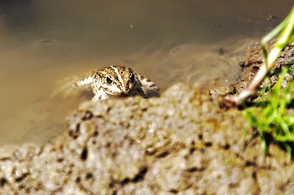 Petite grenouille dans l'eau — Photo