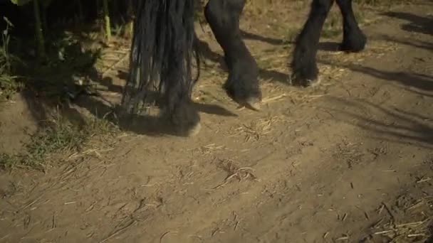 Close-up view on the hooves of horses legs at a field. — Stock Video