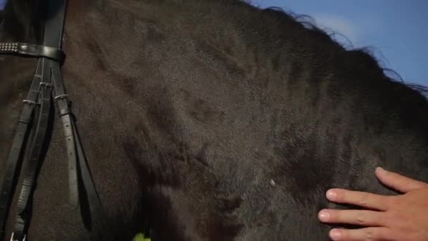 Hombre acariciando un caballo en el campo — Vídeo de stock