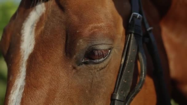 Homem acariciando um cavalo no campo — Vídeo de Stock
