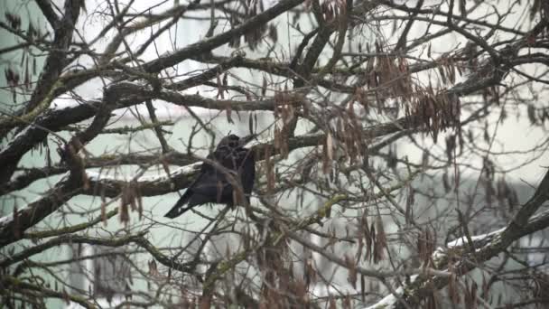 Um corvo senta-se em uma árvore em uma queda de neve pesada — Vídeo de Stock