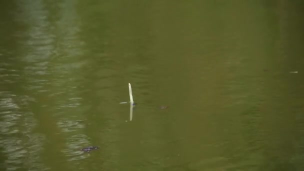 Een ganzenveer drijft op het water. — Stockvideo