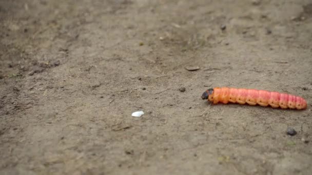 Oruga cossus de un gusano de madera olorosa o plaga de insectos sauce se arrastra en el suelo. — Vídeo de stock