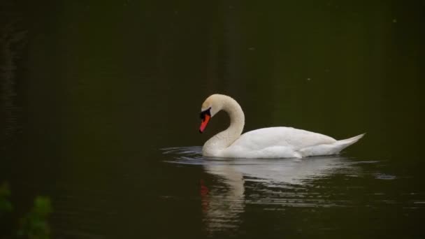 Un cisne solitario nada en el lago y busca comida. — Vídeos de Stock