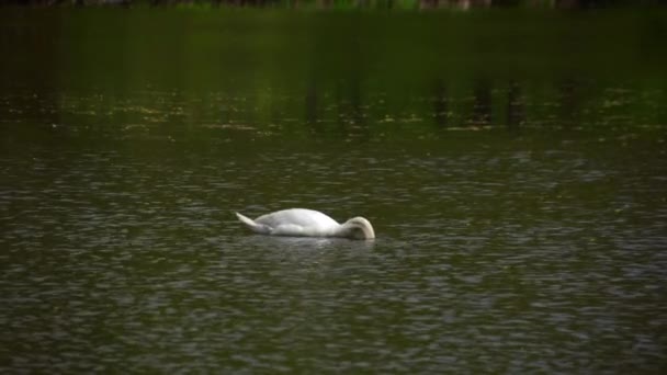 Ein einsamer Schwan schwimmt auf dem See und sucht Nahrung. — Stockvideo
