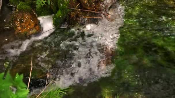 Pequeña cascada en el bosque. — Vídeo de stock