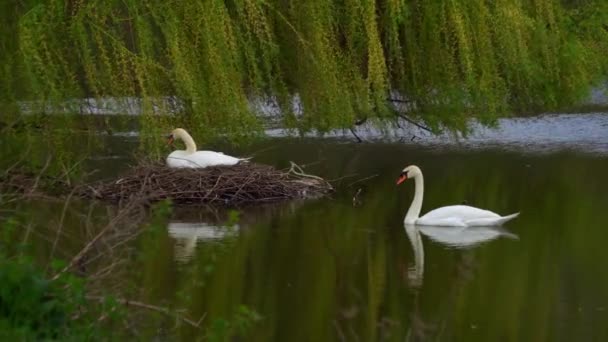 Um cisne se senta em um ninho em uma lagoa. — Vídeo de Stock