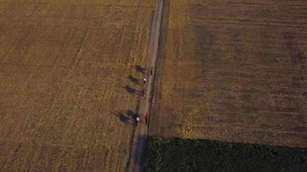 Oekraïense kozakken rijden paard op het veld. — Stockvideo