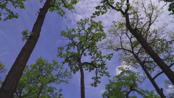Bodem-up uitzicht op weelderig groen gebladerte van bomen met middagzon — Stockvideo