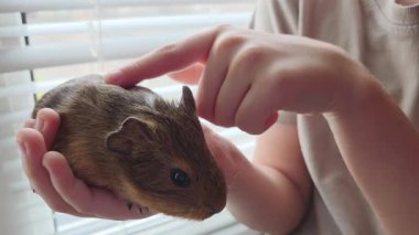 Küçük bir çocuk, güneşli bir pencerenin yanında kahverengi bir kobayı nazikçe tutuyor. Gine domuzları yumuşak kürk ve tuhaf ifade sıcak, barışçıl bir hayvan bakımı ve bağlantı sahnesi yaratır..